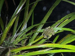 Amolops hongkongensis