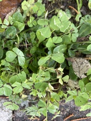 Medicago arabica