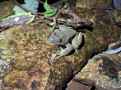 Quasipaa exilispinosa