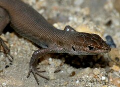 Psammodromus edwarsianus