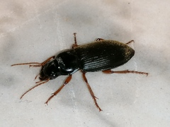 Harpalina