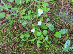 Mazus miquelii
