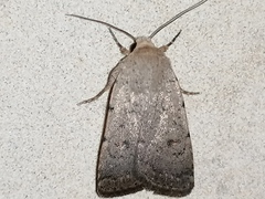 Caradrina aspersa