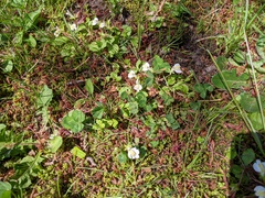 Mazus miquelii