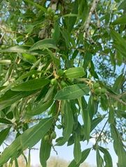 Sapium haematospermum