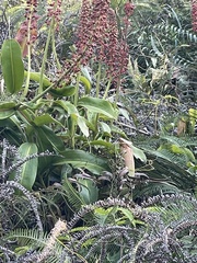 Nepenthes mirabilis