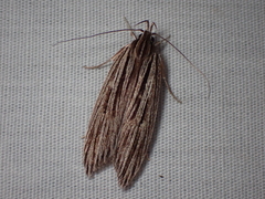 Leistarcha scitissimella