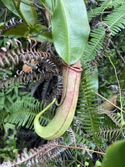 Nepenthes mirabilis