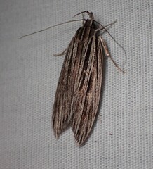 Leistarcha scitissimella