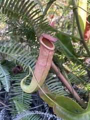 Nepenthes mirabilis