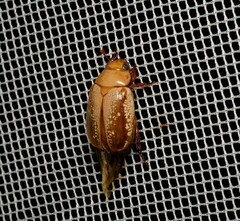 Anoplognathus concolor