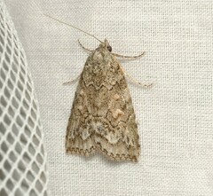 Calathusa basicunea