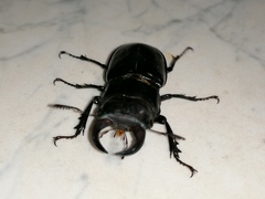 Lucanus barbarossa