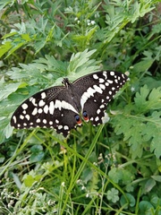 Papilio demodocus