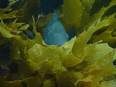 Notolabrus parilus