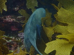 Notolabrus parilus