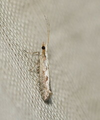 Plutella xylostella-australiana