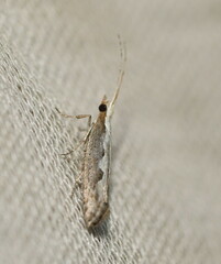 Plutella xylostella-australiana