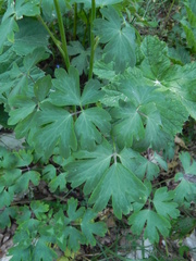 Aquilegia dumeticola