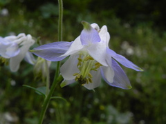Aquilegia dumeticola