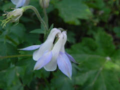 Aquilegia dumeticola