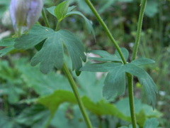 Aquilegia dumeticola