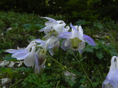 Aquilegia dumeticola