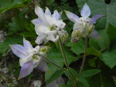 Aquilegia dumeticola