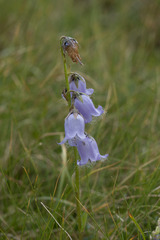 Campanula barbata