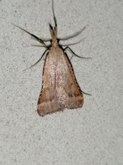 Synaphe punctalis