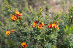 Pultenaea humilis