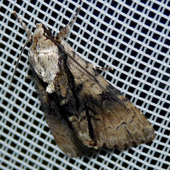 Acronicta alni