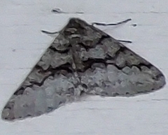 Phigalia denticulata