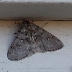 Phigalia denticulata