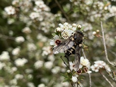 Scaptia