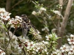 Scaptia