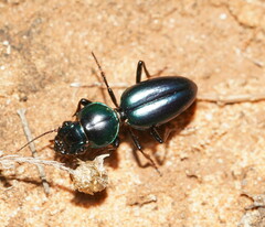 Conopterum riverinae