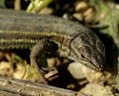 Psammodromus edwarsianus