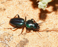 Conopterum riverinae