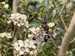 Scaptia