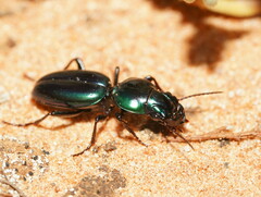 Conopterum riverinae