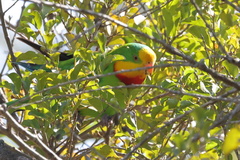 Polytelis swainsonii