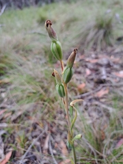 Calochilus robertsonii