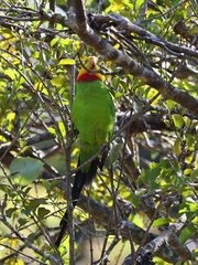 Polytelis swainsonii