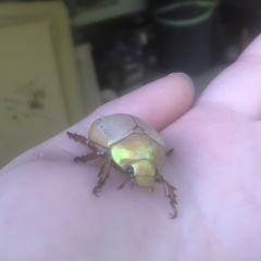 Anoplognathus olivieri