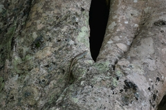 Emoia aneityumensis