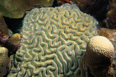 Colpophyllia natans