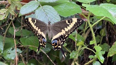 Papilio ophidicephalus