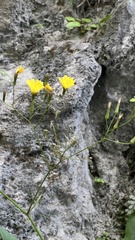 Ixeridium laevigatum