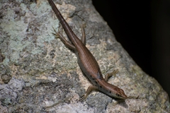 Emoia aneityumensis